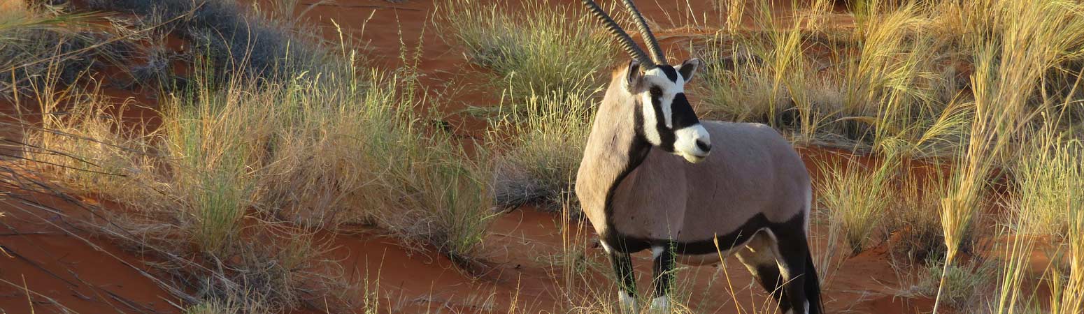 Tsavo East And West African Safari