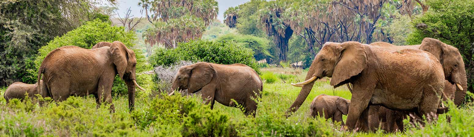 Samburu National Reserve