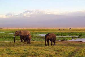 Acacia Tree Safari