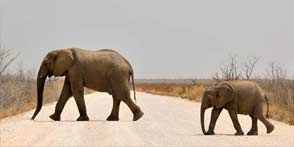 Chobe National Park