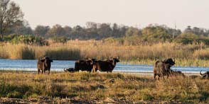 Botswana Sunset