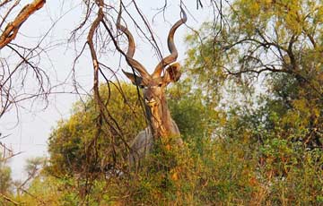 Chobe Game Lodge