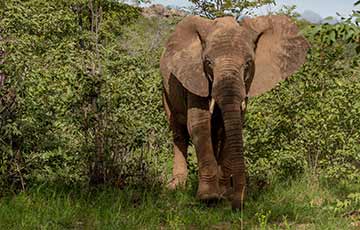 Etosha National Park