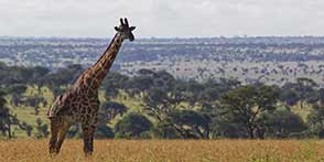 Serengeti​ Giraffe