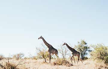 Kruger National Park