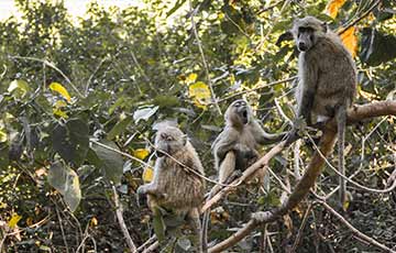 Manyara