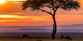 Masai Mara