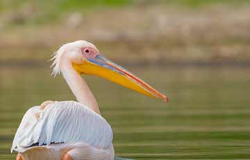 Rift Valley Lakes