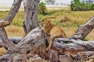 Serena Serengeti Safari