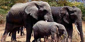 Serengeti National Park