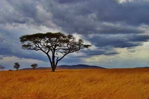 Simba Serengeti Safari