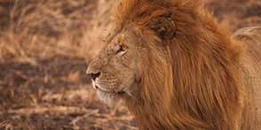 Safari Tarangire National Park