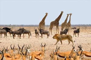 Tsavo East And West Safari